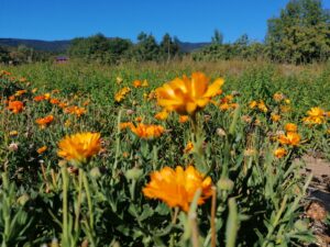 Terrain calendula