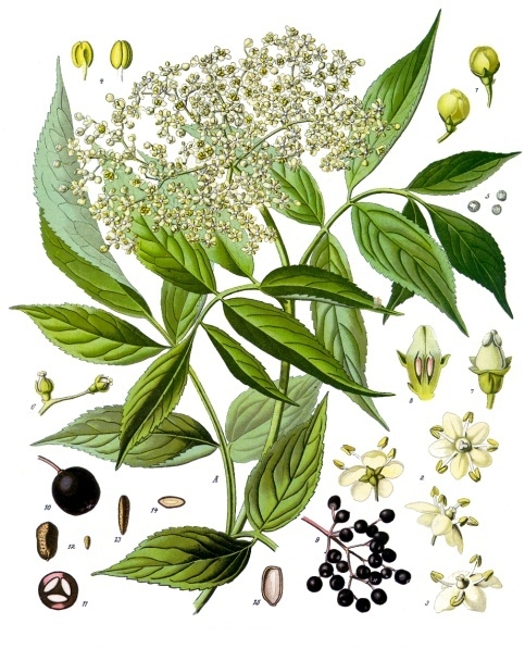 Illustration botanique SUREAU