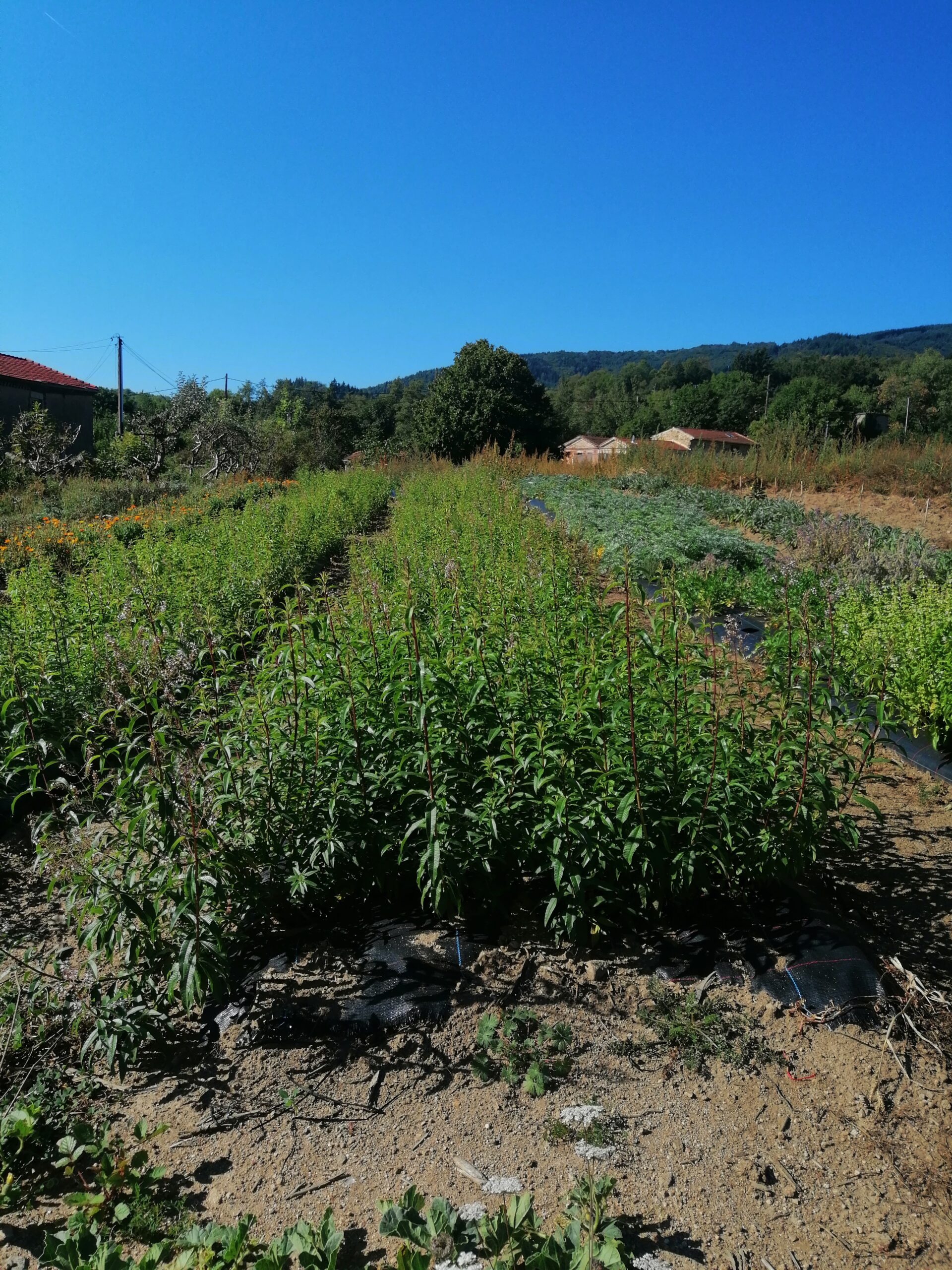 Productrice dans le PArc du Pilat