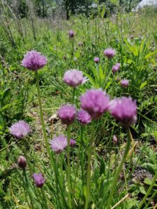 ciboulette fleur