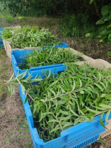 Cueillette sauvage et production de plantes aromatiques et médicinales