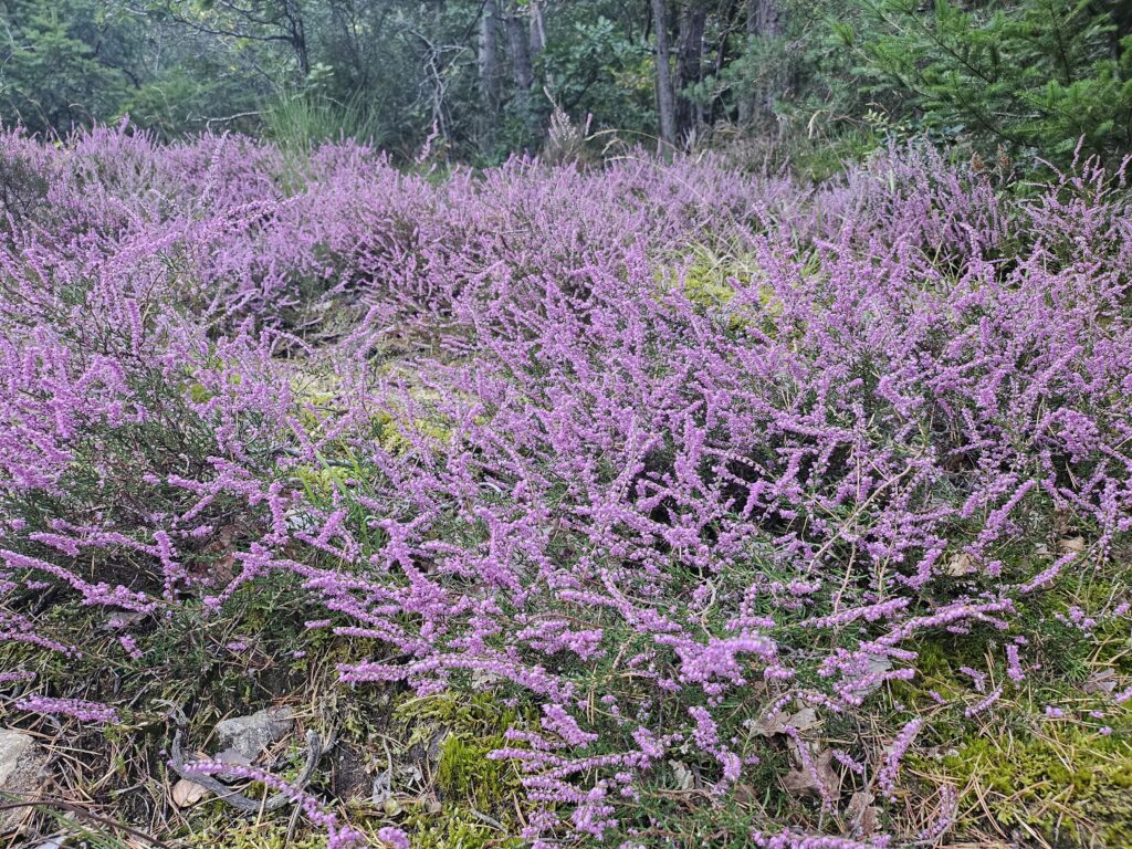 Cueillette sauvage et production de plantes aromatiques et médicinales