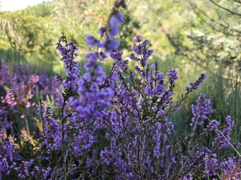 Bruyère