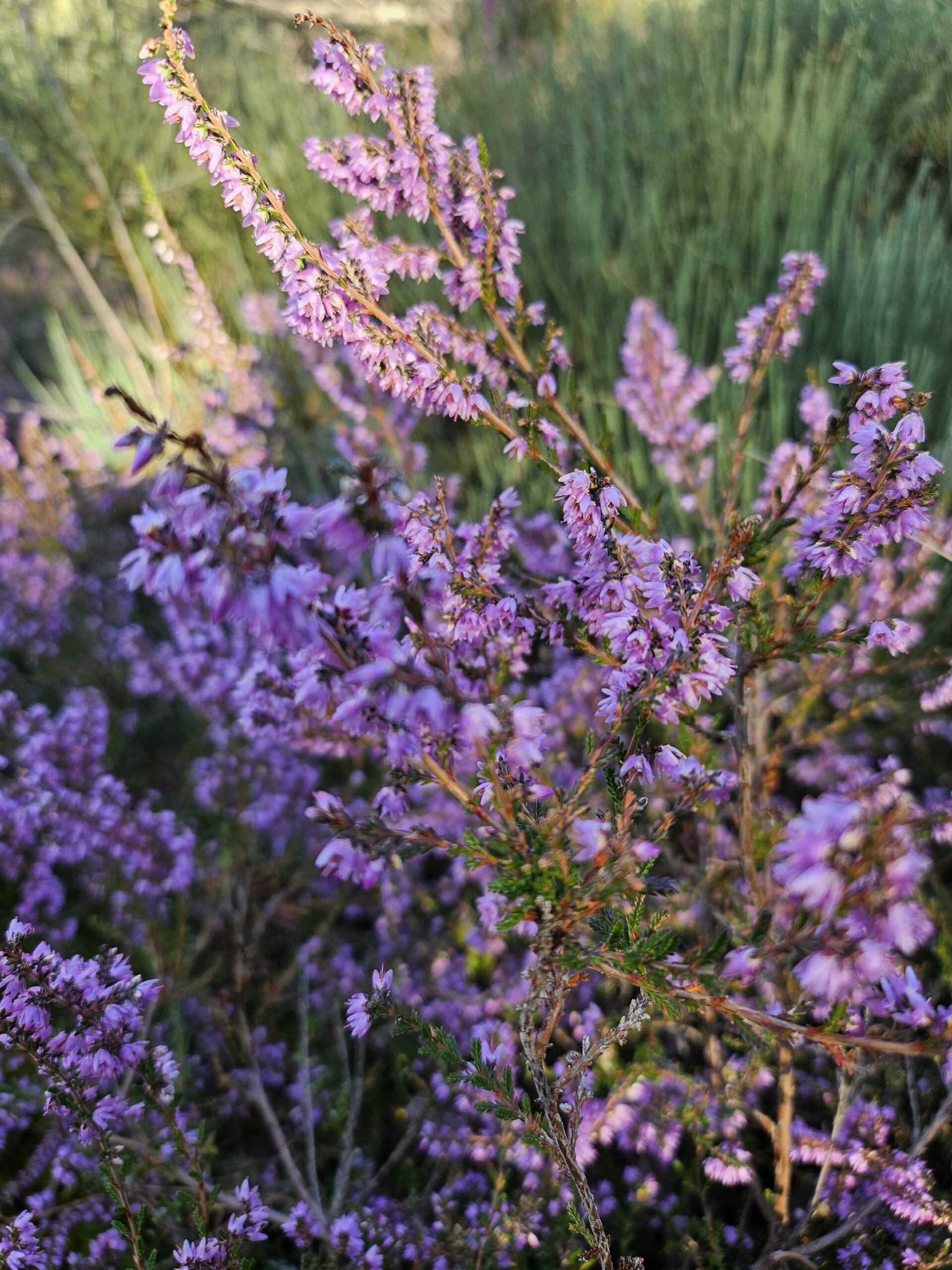 Cueillette sauvage et production de plantes aromatiques et médicinales