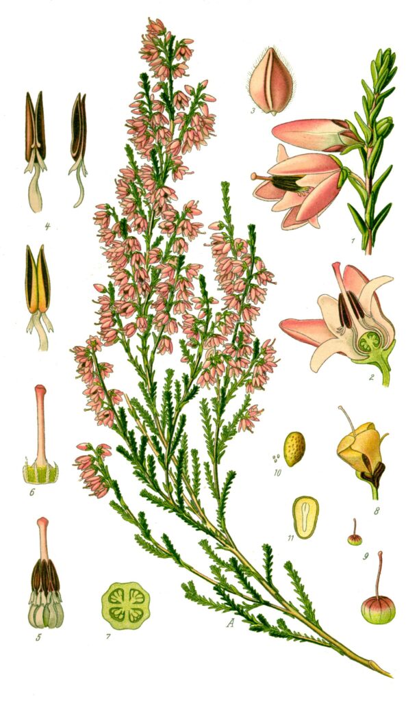 Cueillette sauvage et production de plantes aromatiques et médicinales