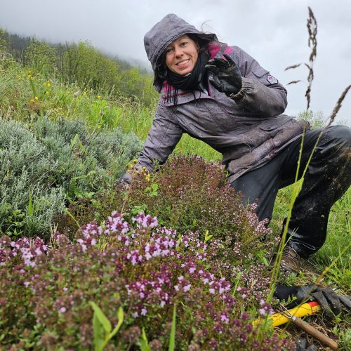 Cueillette sauvage et production de plantes aromatiques et médicinales